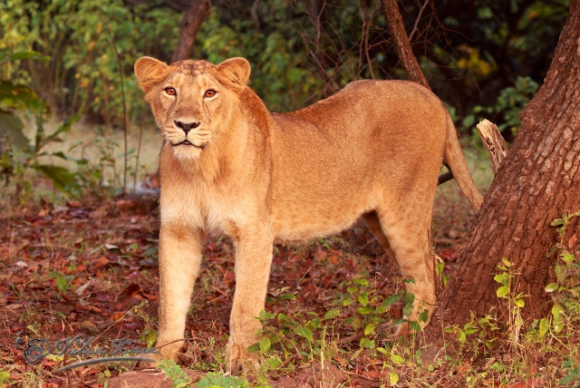 Gir Forest National Park Lion