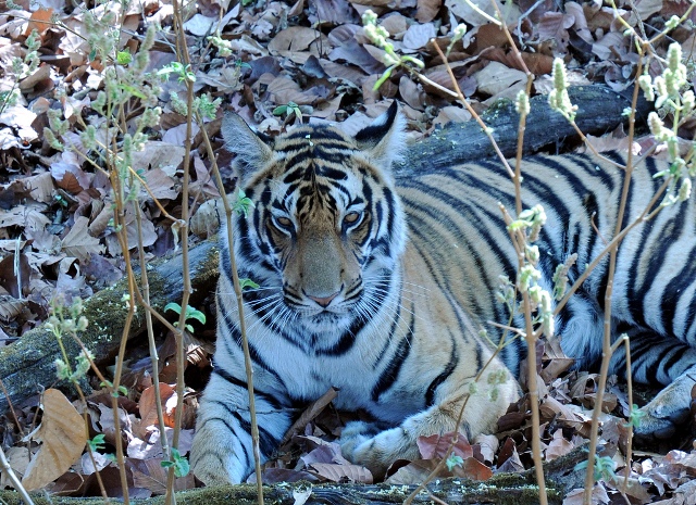 Kanha National Park Tiger