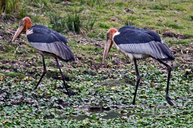 Kaziranga Bird Leptoptilos Dubius