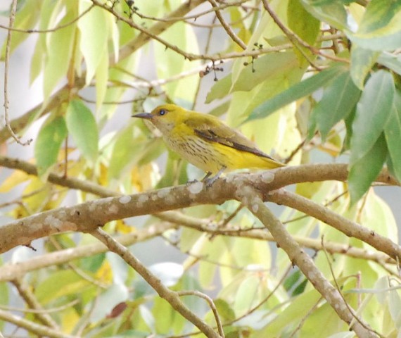 Periyar Birds