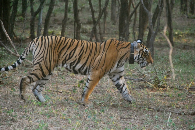 Ranthambore National Park Tiger