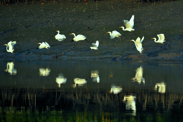 Sunderbans Birds