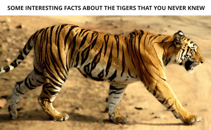 Amazing Facts About Bengal Tigers