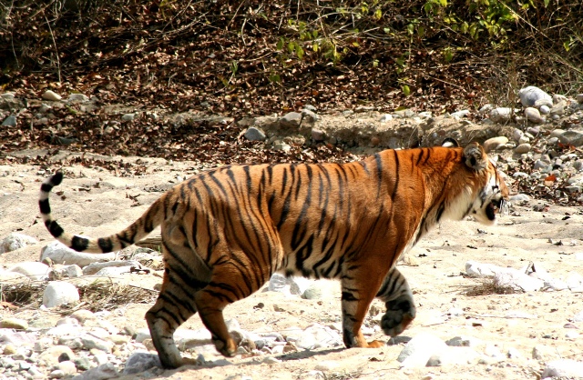 Corbett-National-ParkTiger