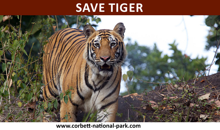 Save-The-Tigers.