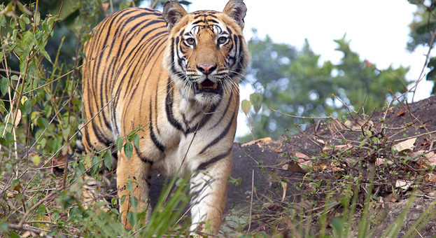 Bandhavgarh National Park