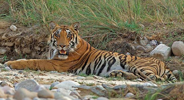 Corbett National Park