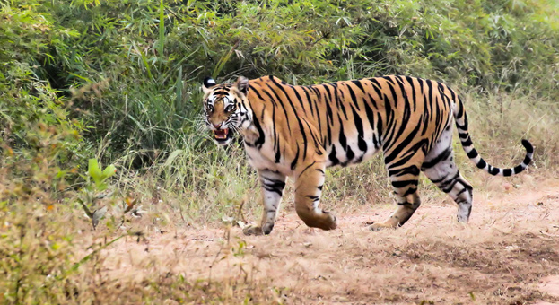 Kanha National Park