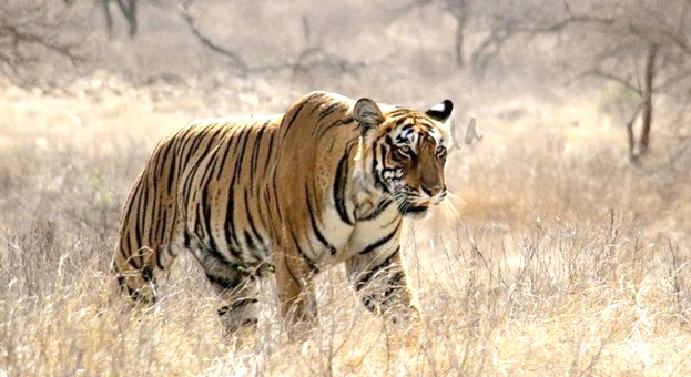 Ranthambore National Park