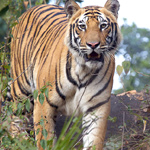 Indian Tigers