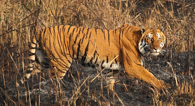 Corbett National Park Tiger