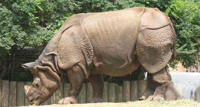 Rhino