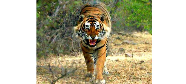 Jim Corbett National Park Tiger