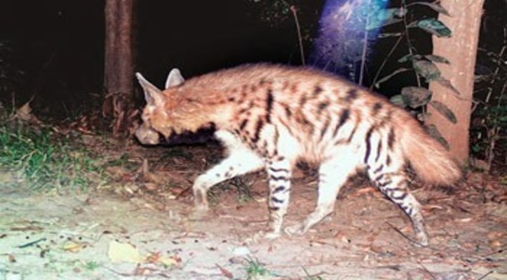 striped-hyena-sighted-in-corbett