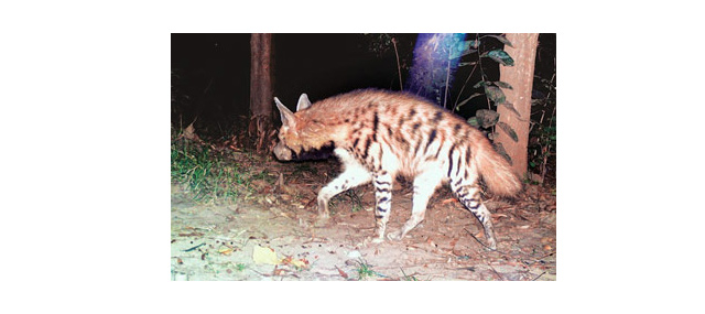 Striped Hyena Sighted at Corbett