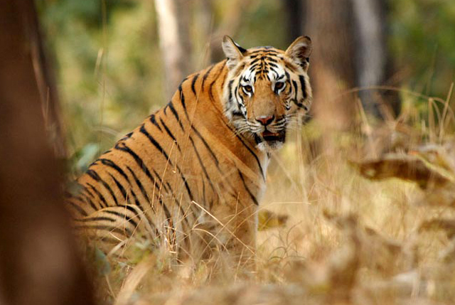 Tiger Corbett National Park