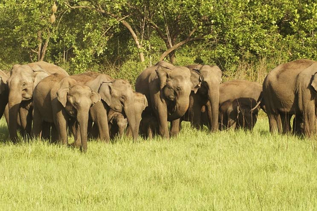 corbett-elephants