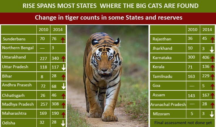 Tiger Census Data Report