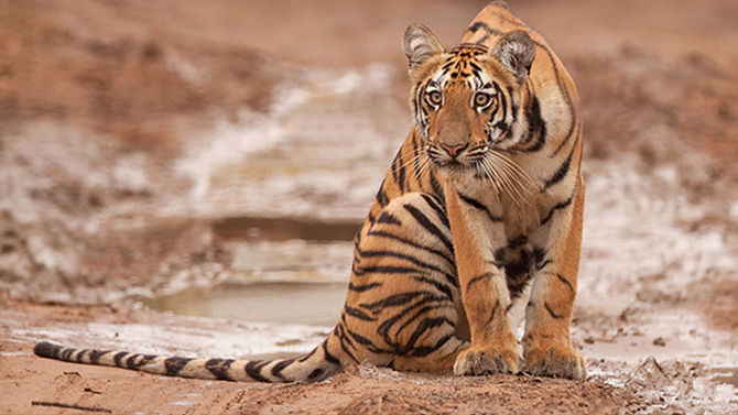 Tiger in Corbett