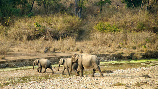 Rajaji National Park