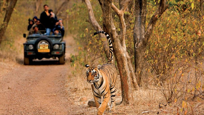 Ranthambore National Park