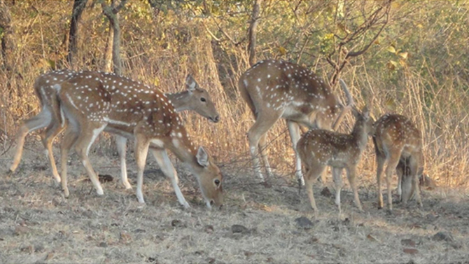 Sariska Tiger Reserve