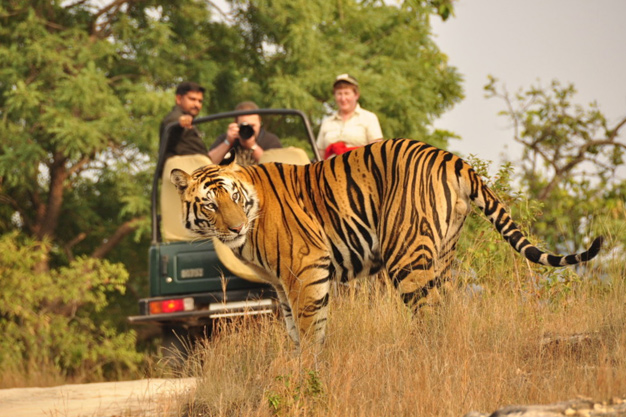 Corbett Tiger