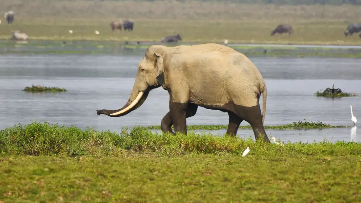 Asian Elephant