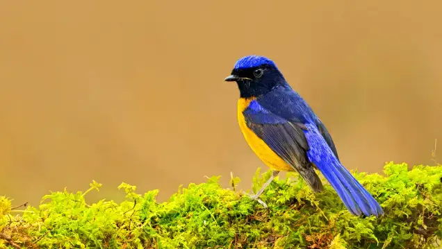 Bird Watching In Corbett