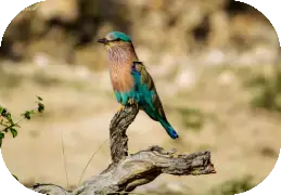 Bird Watching In Corbett