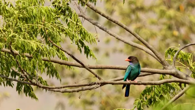 Bird Watching Tour Corbett