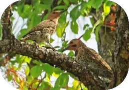 Bird Watching Tour Corbett