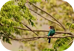 Birding In Corbett