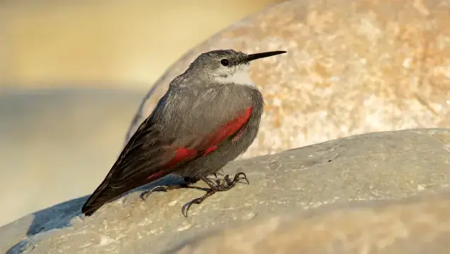 Birding In North India