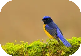 Birding In North India
