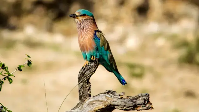 Corbett Birding Tour