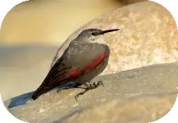 Corbett Birding Tour