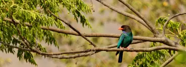 Birds Watching in Corbett