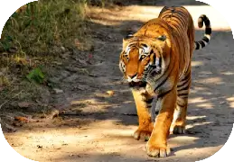 Corbett Special Tour