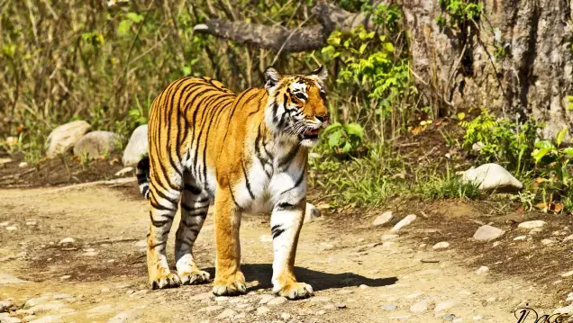 Corbett Tour With Golden Triangle