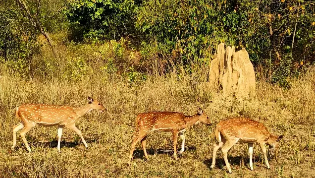 Corbett Weekend Tour (By Road)