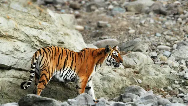 Ganges With Tiger Tour