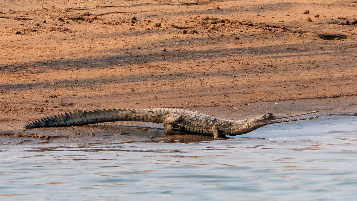 Gharial