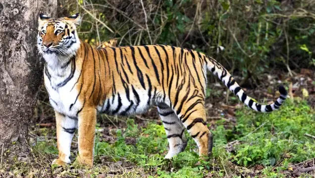 In Search Of Wild Big Cats  In India