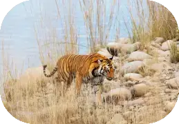 In Search Of Wild Big Cats In India