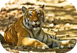 Overnight Corbett Tour Package