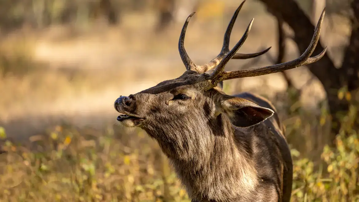 Sambar deer