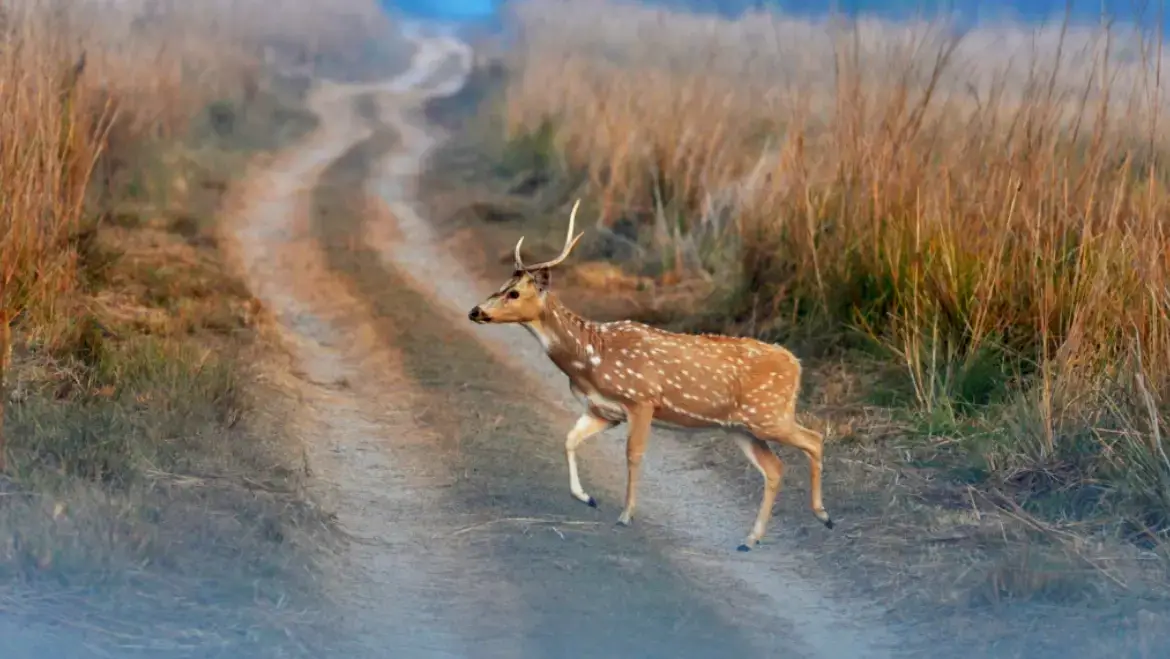Spotted Deer (Chital or Cheetal)