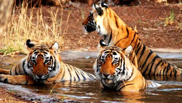 Tiger Tours India