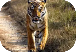 Tiger Tours India